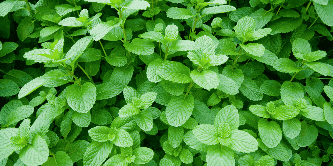 ¿Conoces todos los beneficios de la menta piperita?